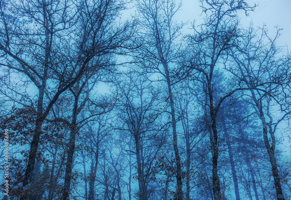 Nature - moody, misty morning in the winter forest. Blue monochromatic background with leafless trees silhouettes.