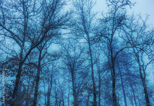 Nature - moody, misty morning in the winter forest. Blue monochromatic background with leafless trees silhouettes.