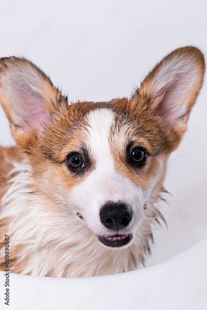 Girl bathes a small Pembroke Welsh Corgi puppy in the shower. The dog looks at the camera and smiles. Happy little dog. Concept of care, animal life, health, show, dog breed