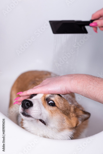 Girl bathes a small Pembroke Welsh Corgi puppy in the shower. Looks funny at the camera. Happy little dog. Concept of care, animal life, health, show, dog breed