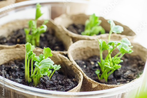 Young seedlings of Ranunculus asiaticus, a cultivated form, buttercups, spearworts and water crowfoots in peat pots on the windowsill