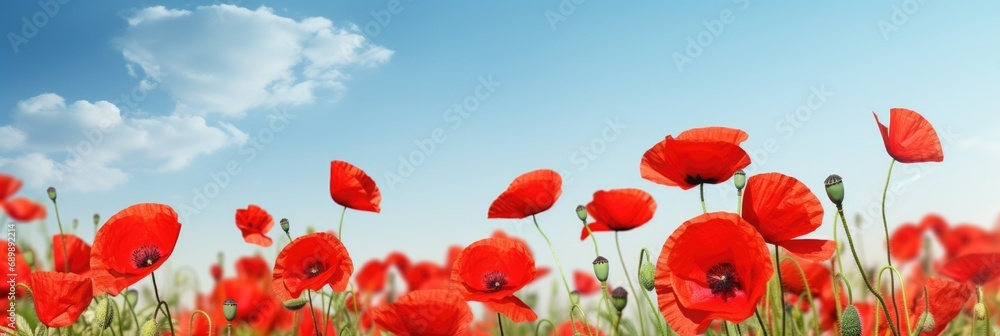 Fototapeta premium A field of red poppies under a blue sky