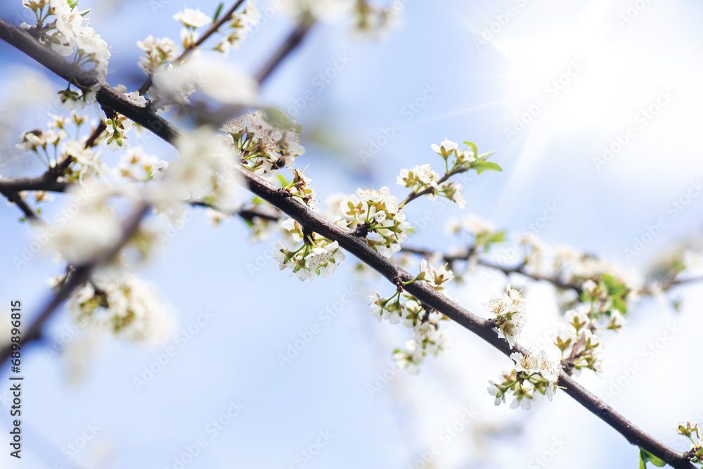 spring flowering of flowers on a tree, white flowers on a branch
