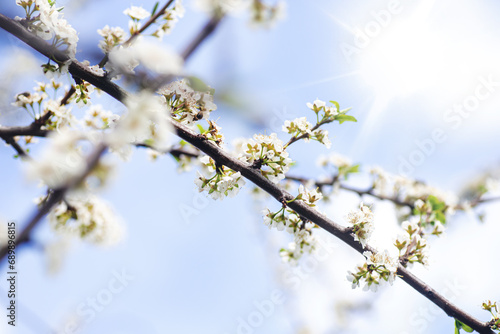 spring flowering of flowers on a tree, white flowers on a branch