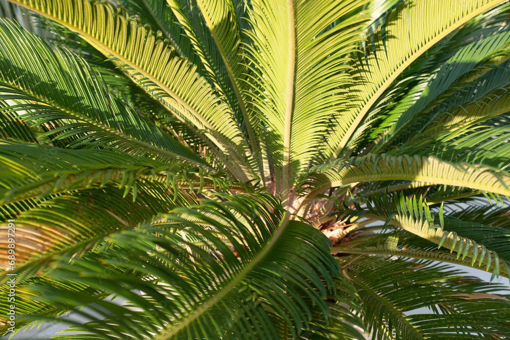Obraz premium Background from small green palm tree, top view. One palm grow for publication, poster, screensaver, wallpaper, postcard, banner, cover, post. High quality photo