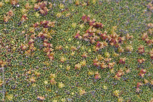 Close up of the flowers the yareta plant also known as cushion plant, llareta or Azorella compacta located on altiplano of Bolivia photo