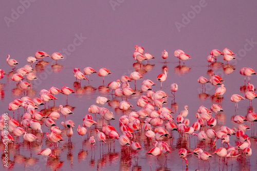 A herd of pink James Flamingos feeding at pink Laguna Colorada, Lagunas Route, Bolivia. Reflections on the water photo