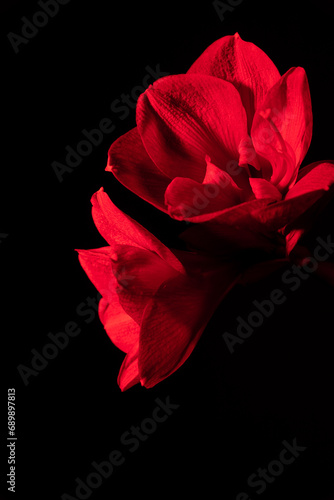 Fleur rouge sur fond noir