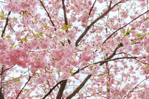 Branch of blooming cherry tree, pink sakura blossom flower on blue sky background. Spring season, nature floral background, wallpaper, backdrop.