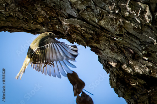 ruby-crowned kinglet in flight photo