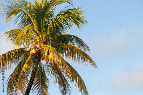 Palm tree against a blue sky background