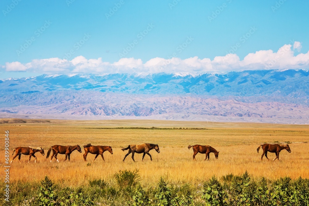 Horses of Kazakhstan