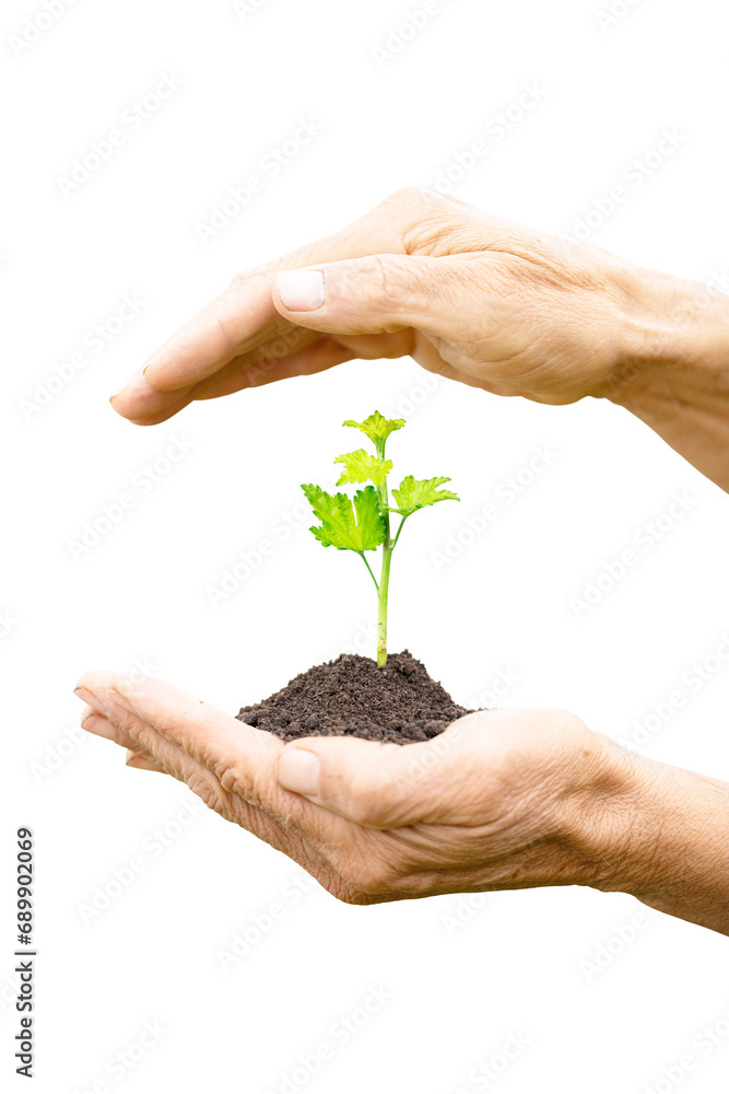 currant seedling in farm hands isolated on white background currant seedling in farm hands isolated on white background