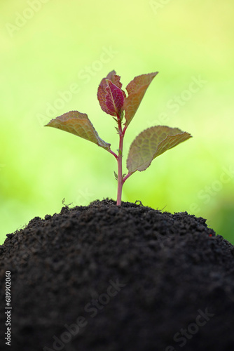 young tree in the ground, e...