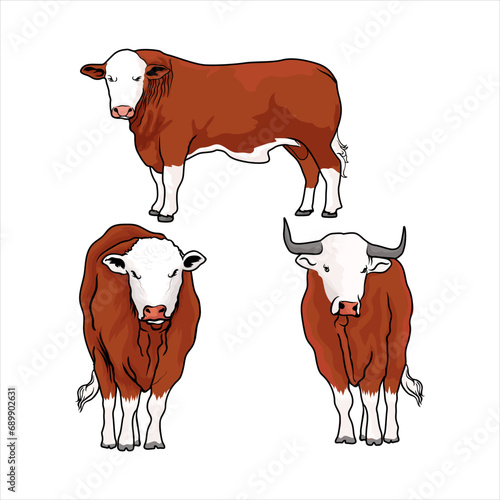 brown and white simmental, hereford bulls vectors photo
