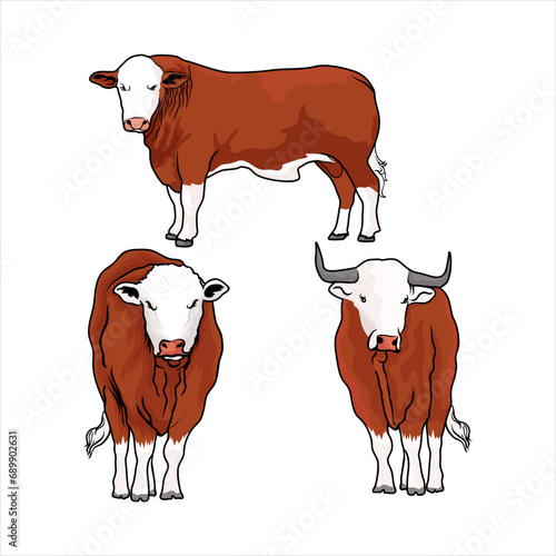 brown and white simmental, hereford bulls vectors