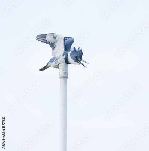 A little Kingfisher perched on a pole opens its wings and its beak to squark at the Stick Marsh, Fellsmere, Florida. photo