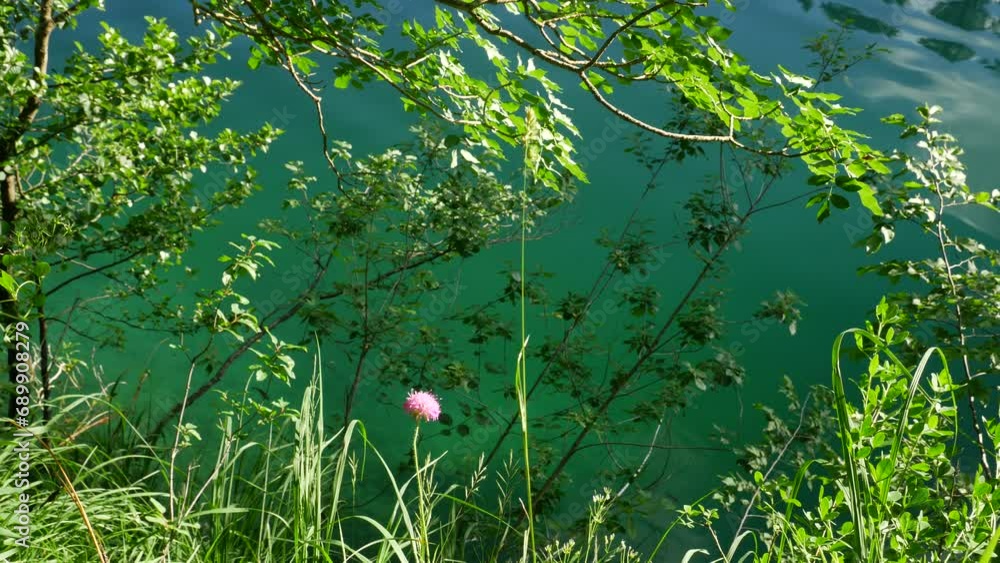 Pink Wildflower and Water in Beautiful Plitvice Lakes National Park on a Sunny Summer Day Pink Wildflower and Water in Beautiful Plitvice Lakes National Park on a Sunny Summer Day
