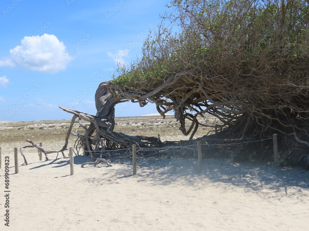 Tree in the beach
