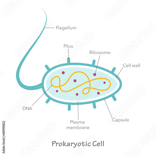 Prokaryote cell diagram vector illustration graphic