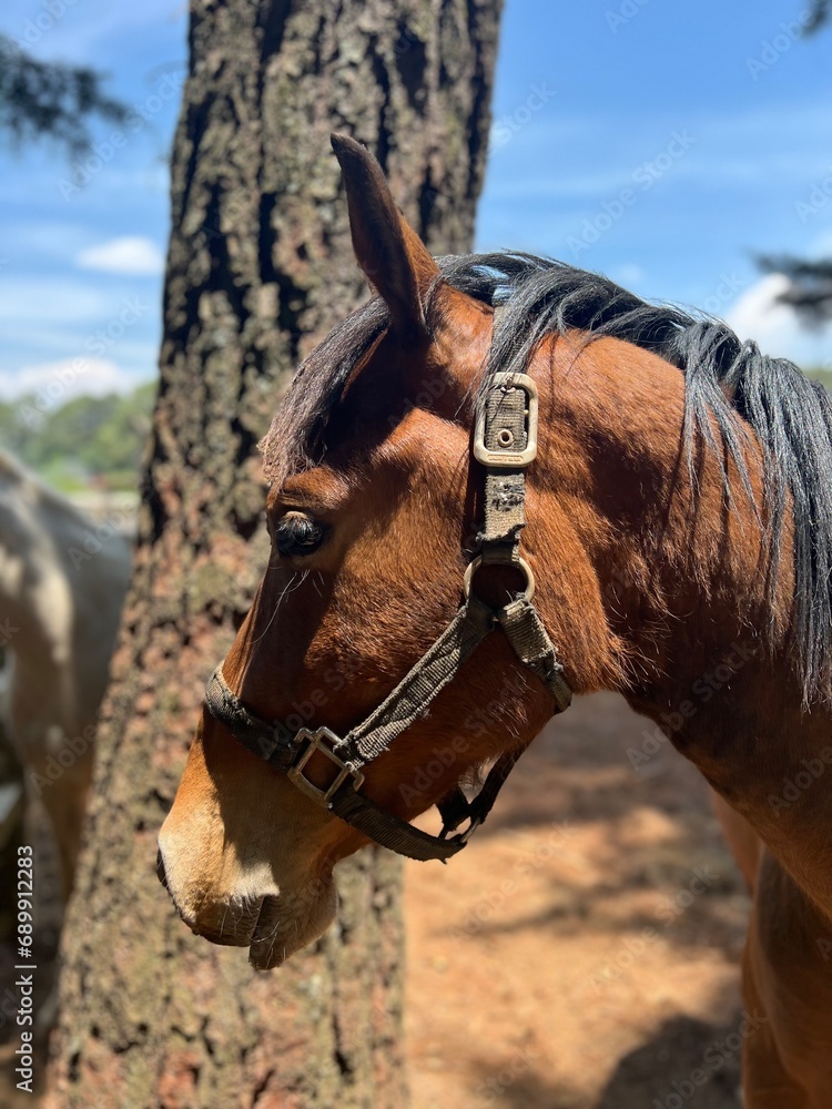 Obraz premium portrait of a horse