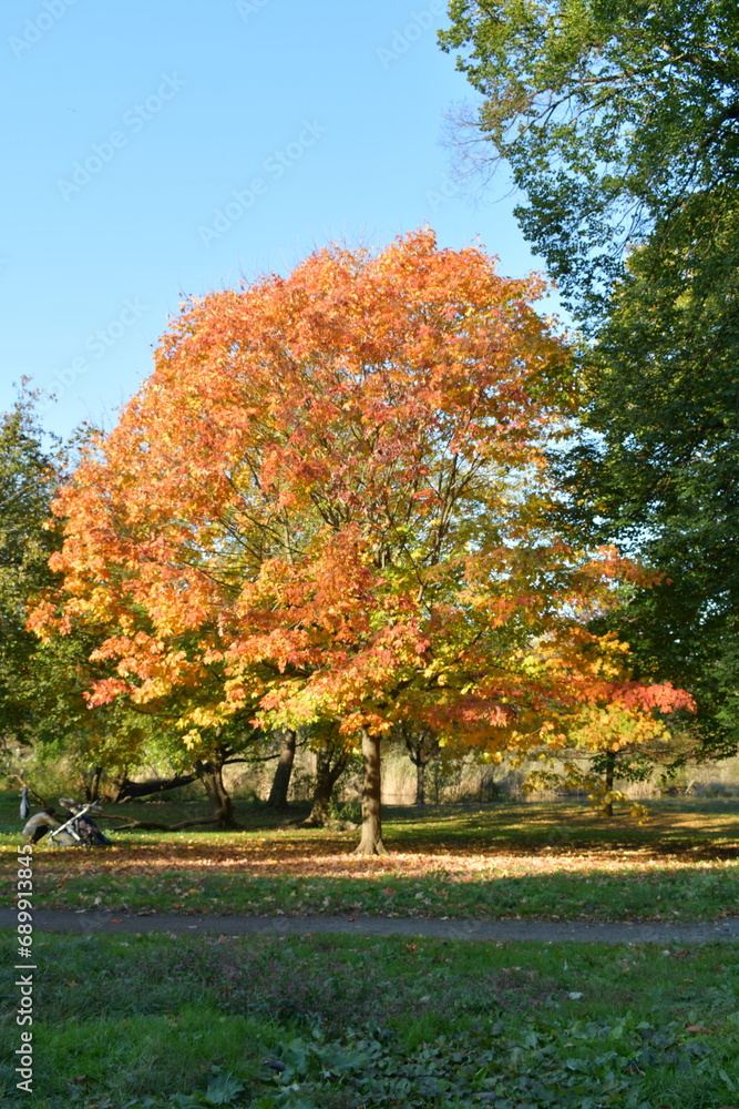 Naklejka premium autumn trees in the park