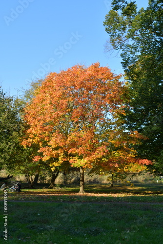 autumn trees in park