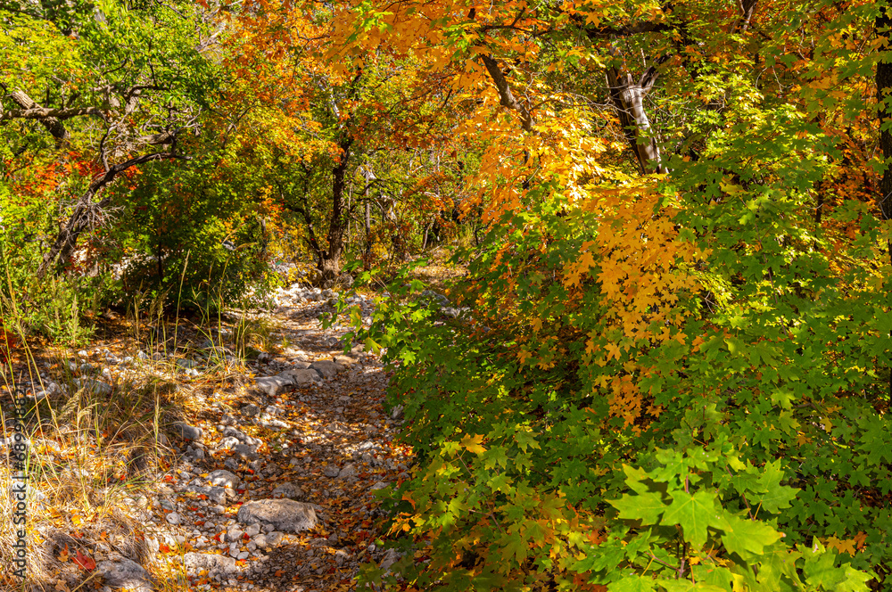 Fall Color in McKittrick Canyon, Guadalupe Mountains National Park, Texas, USA Fall Color in McKittrick Canyon, Guadalupe Mountains National Park, Texas, USA