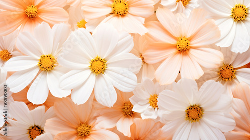 A bunch of white flowers with yellow centers. Monochrome peach fuzz background.