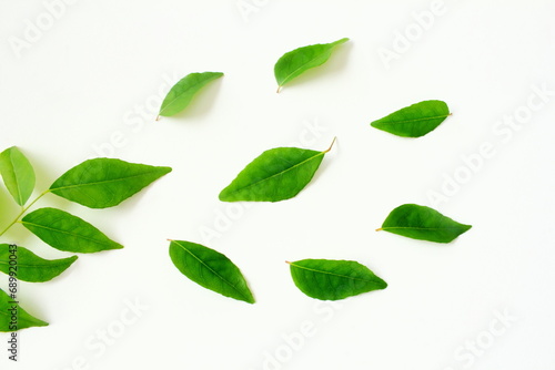 fresh indian spice curry leaves also known in india as curry patta,sweet neem leaves,kadhi patta use in indian gujarati food like kadhi,rasam,chutney,sambhar,dal and other recipe on white background   photo