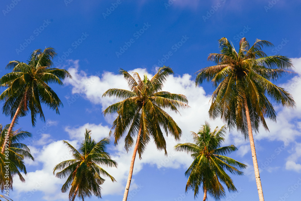 Panorama Of Tropical Beach With Coconut Palm Trees