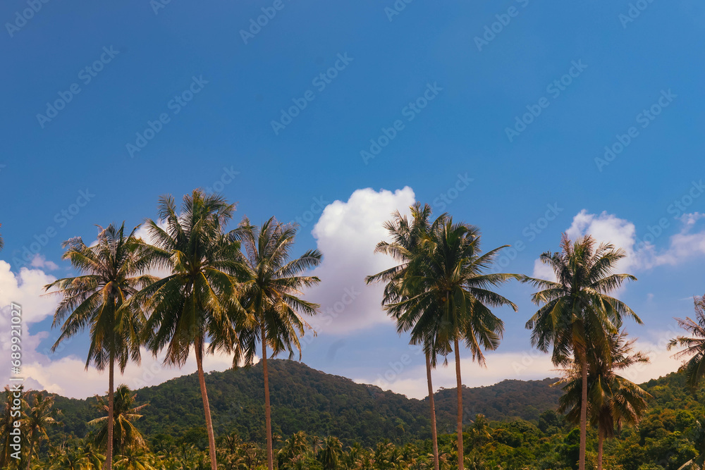 palm trees on the beach palm trees on the beach