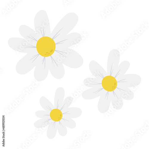 daisies flowers vector illustration