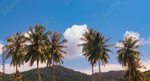 palm trees against blue sky © hujan