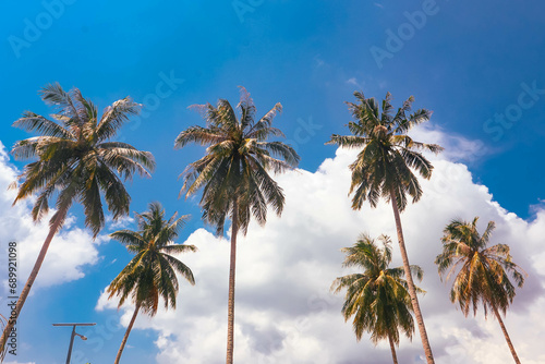 Coconut Palm Trees With Blue Sky Background