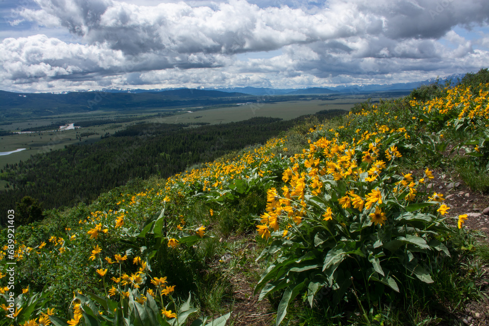Fototapeta premium field of sunflowers