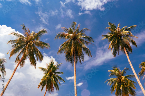 palm trees against blue sky