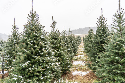 Beautiful Snow-Covered Trees at Christmas Tree Farm