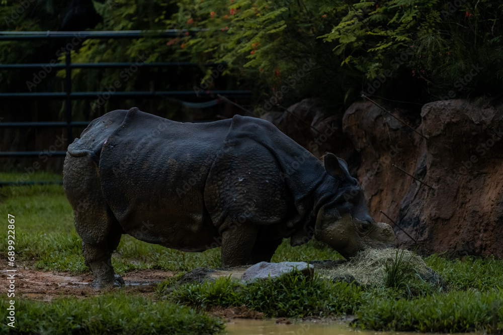 Fototapeta premium Rare almost extinct Indian Rhinoceros in the Singapore zoo