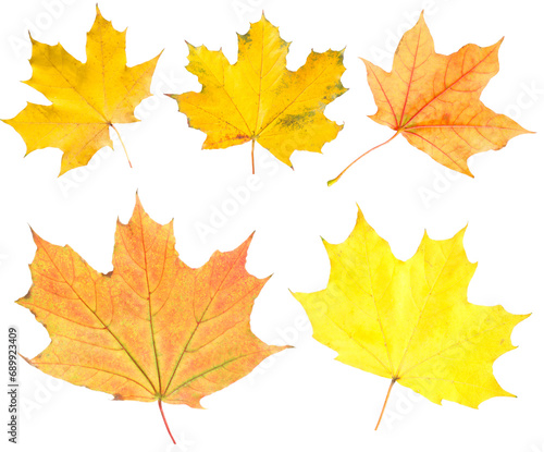 Many different bright maple leaves isolated on white