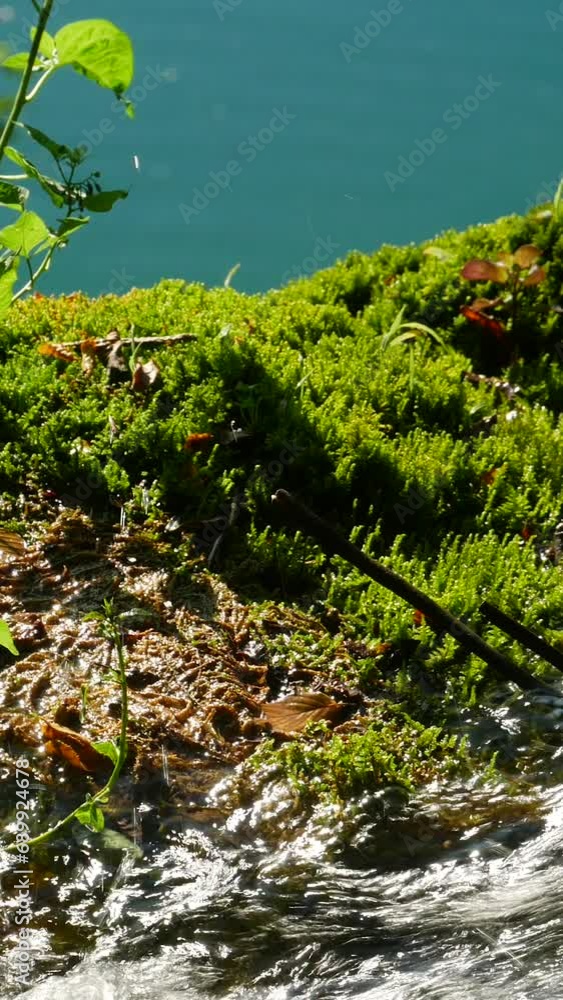 Green Lush Moss and Water Flowing in Beautiful Plitvice Lakes National Park in Summer Green Lush Moss and Water Flowing in Beautiful Plitvice Lakes National Park in Summer