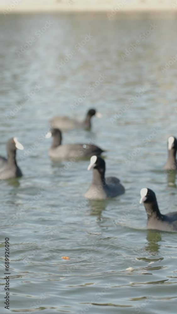 Vertical video. A Flock of Fulica atra Birds on the Water Rushing to be the First to Reach a Piece of Bread Thrown in. Vertical video. A Flock of Fulica atra Birds on the Water Rushing to be the First to Reach a Piece of Bread Thrown in.