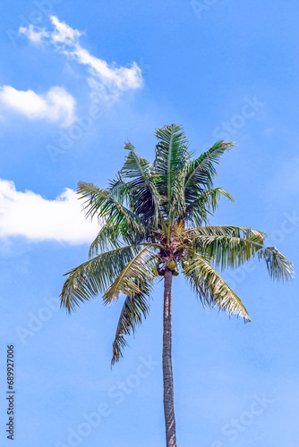 The tall coconut tree in the sky