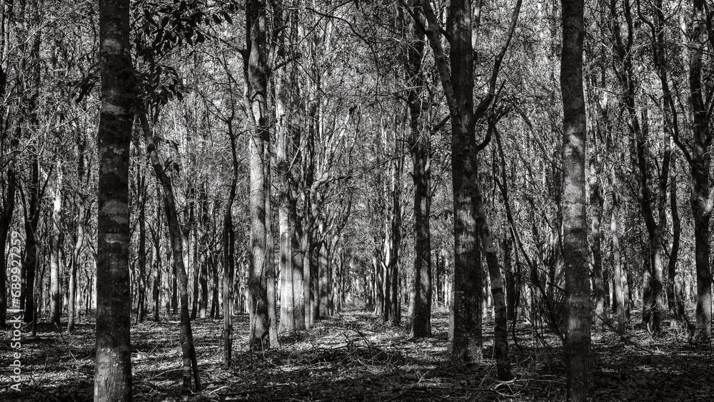 Black and white trees all lined up in the woods at Alafia River Corridor Nature Preserve in Lithia Florida