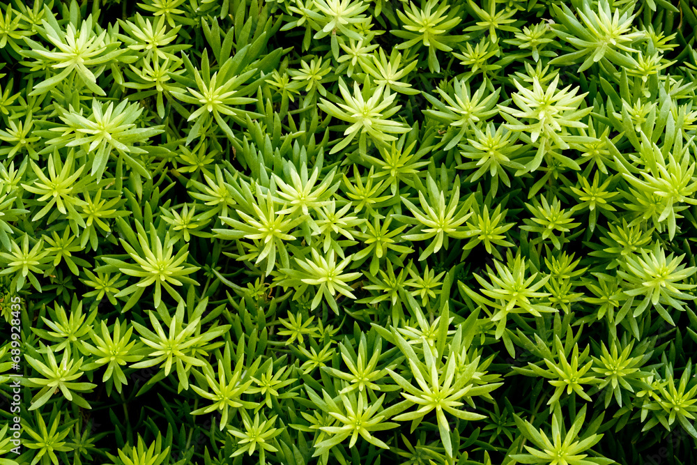 small leaf plants pattern and background small leaf plants pattern and background