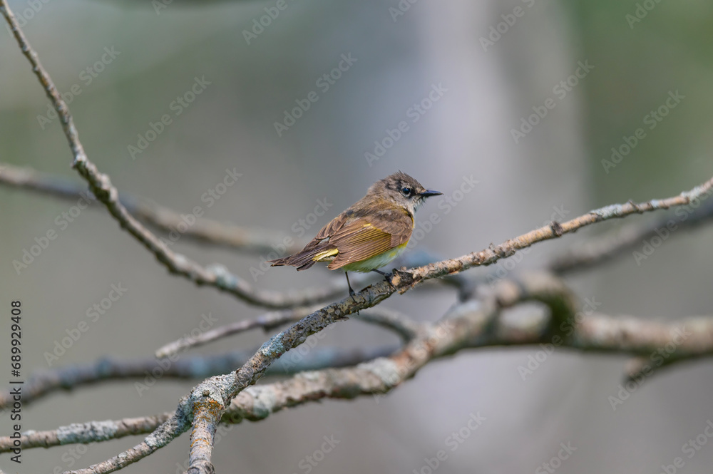 A Female American Redstart perches on a tree at Tuttle Marsh Wildlife Area, in Oscoda County, Michigan. A Female American Redstart perches on a tree at Tuttle Marsh Wildlife Area, in Oscoda County, Michigan.