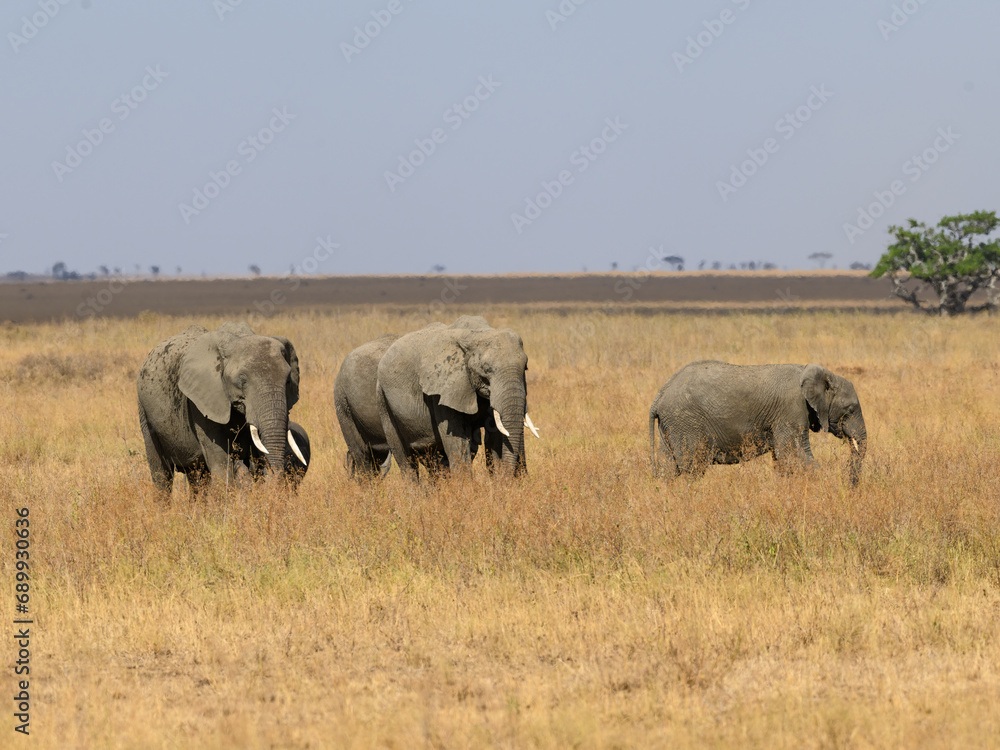 The family group of elephants or a herd foraging in savannah The family group of elephants or a herd foraging in savannah