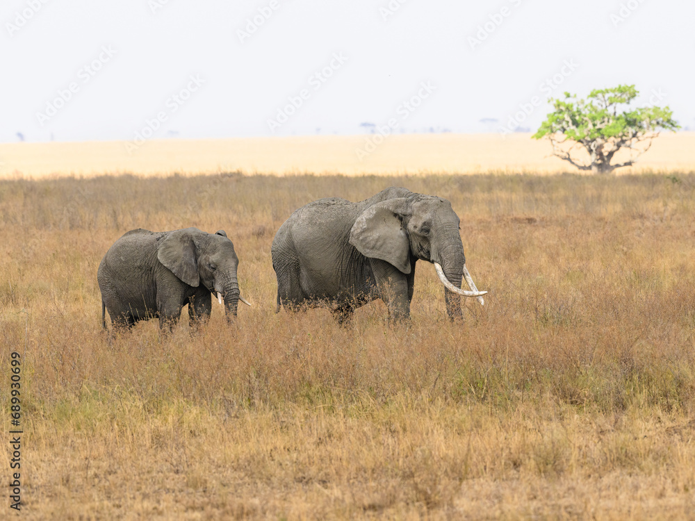 The family group of elephants or a herd foraging in savannah
