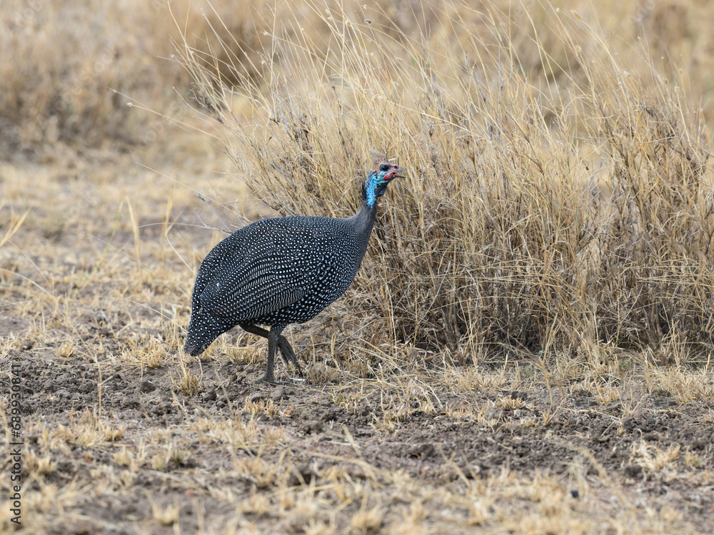 Helmeted Guineafowl foraging in savannah in Tanzania Helmeted Guineafowl foraging in savannah in Tanzania