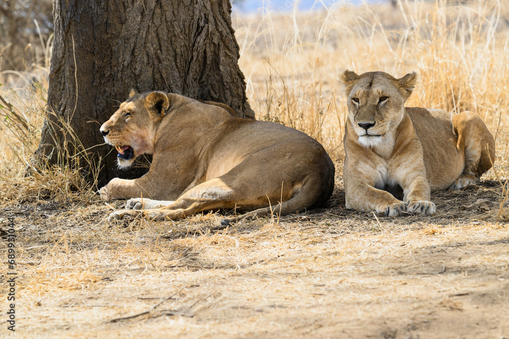 A pair of Lioness resting in the shade of a tree A pair of Lioness resting in the shade of a tree